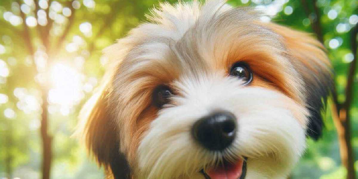 Guía Completa de Rastreadores GPS para Mascotas: Todo lo que Necesitas Saber
